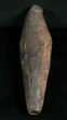 Large Fossil Sperm Whale Tooth - Georgia #5656-2